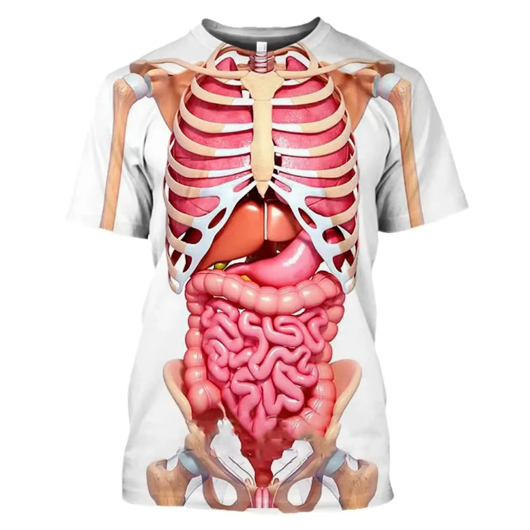 Male Skeleton Internal Organs  - 3D Printing Diagram incelemesi ve fiyatı